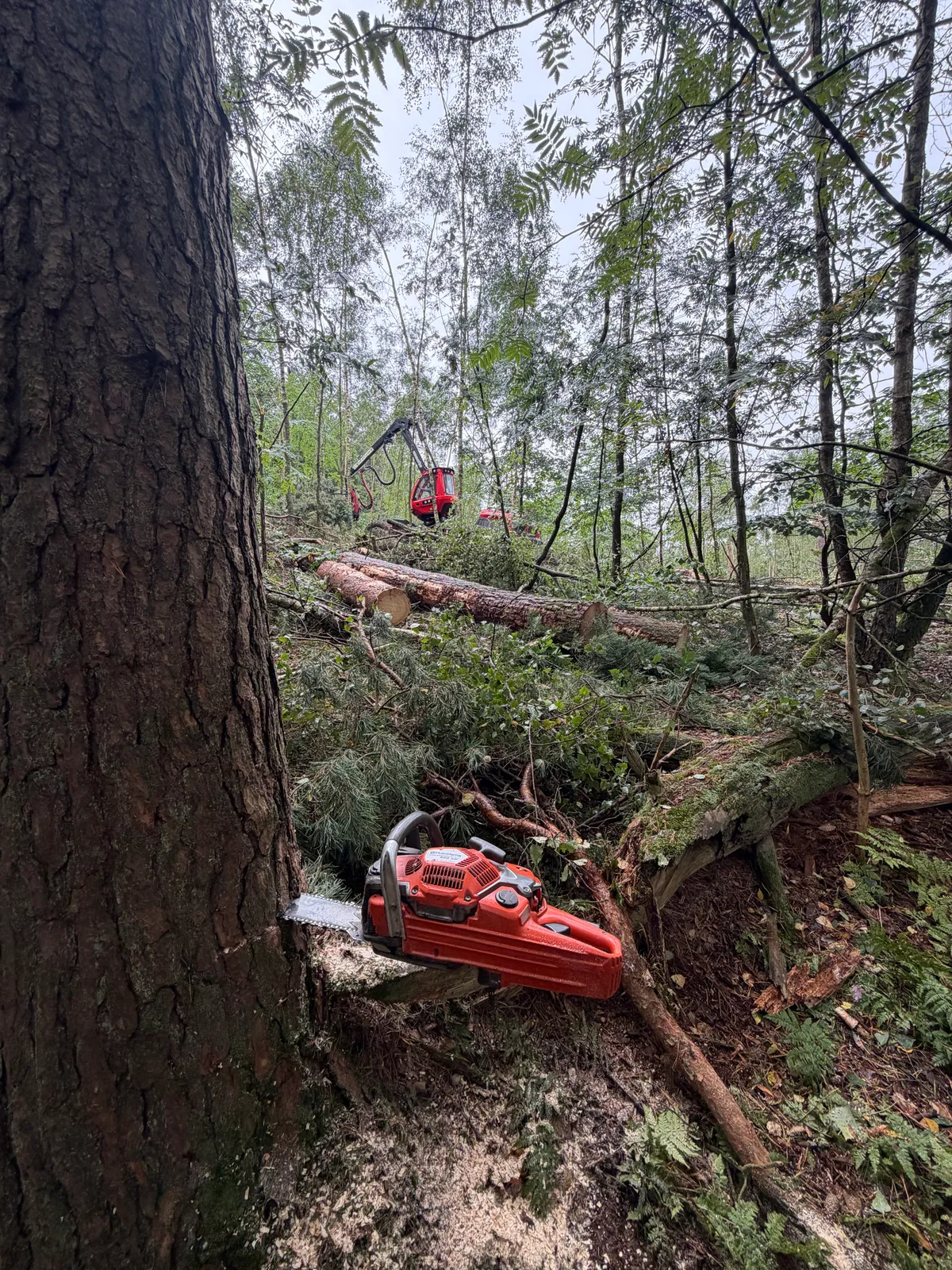 Röd motorsåg i fällskär vid en grov trädstam med skördare och stockar i bakgrunden, Gustafssons Skog & Jord AB