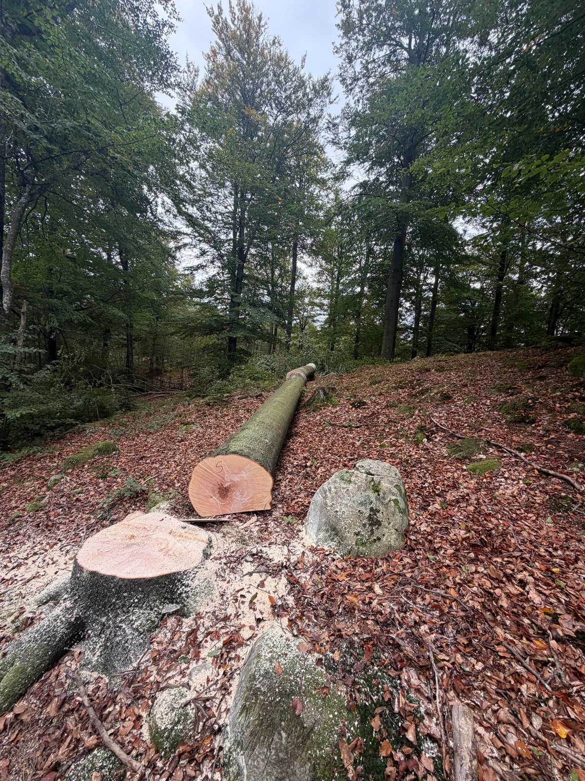 Nyfälld bokstam med färsk kapyta och stubbe på lövbeklädd skogsmark, Gustafssons Skog & Jord AB